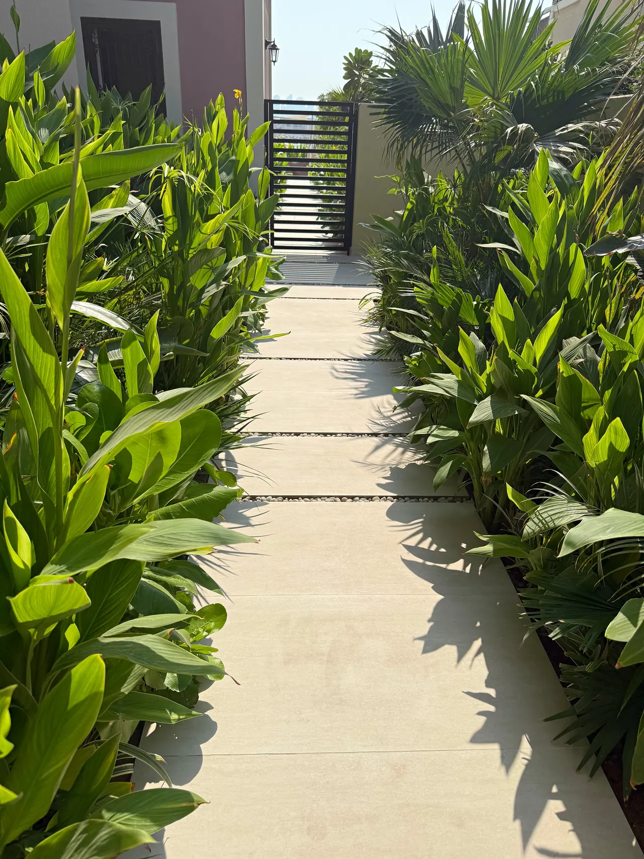 Planted garden path and screening